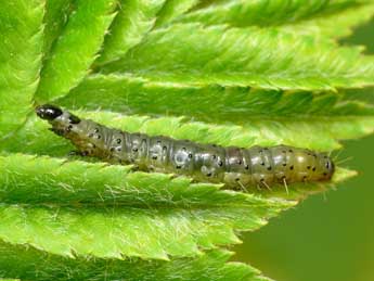  Chenille de Hedya nubiferana Hw. - ©Patrick Clement