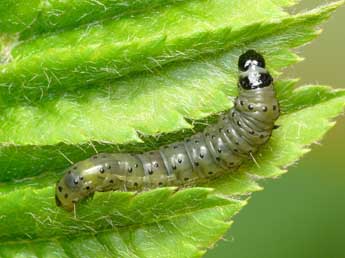  Chenille de Hedya nubiferana Hw. - Patrick Clement