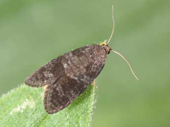 Neosphaleroptera nubilana Hb. adulte - ©Philippe Mothiron