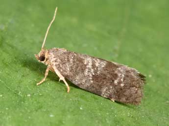 Neosphaleroptera nubilana Hb. adulte - Philippe Mothiron