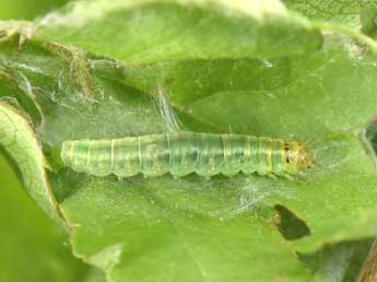  Chenille de Neosphaleroptera nubilana Hb. - ©Philippe Mothiron