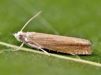 Eucosma obumbratana Lienig adulte - ©Lionel Taurand