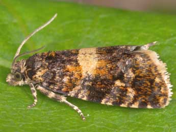 Lobesiodes occidentis Falkovitsh adulte - Horst Pichler