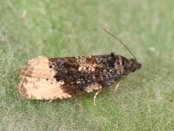 Hedya ochroleucana Frl. adulte - Philippe Mothiron