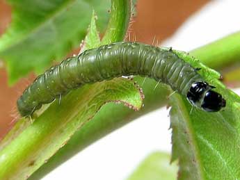  Chenille de Hedya ochroleucana Frl. - ©Friedmar Graf