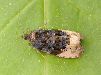 Hedya ochroleucana Frl. adulte - Philippe Mothiron