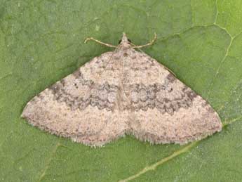 Scotopteryx octodurensis Favre adulte - Philippe Mothiron