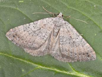 Scotopteryx octodurensis Favre adulte - Philippe Mothiron