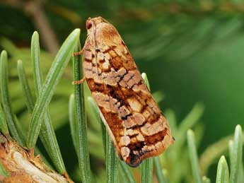 Archips oporana L. adulte - Friedmar Graf