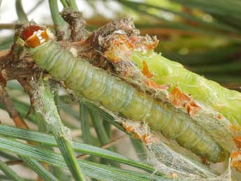  Chenille de Archips oporana L. - Friedmar Graf