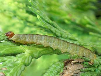  Chenille de Archips oporana L. - ©Friedmar Graf