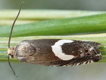 Grapholita orobana Tr. adulte - Friedmar Graf