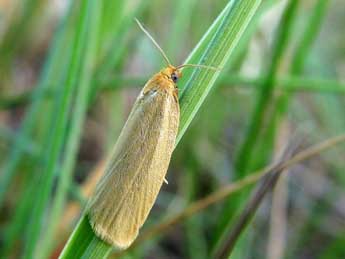 Zelotherses paleana Hb. adulte - Friedmar Graf