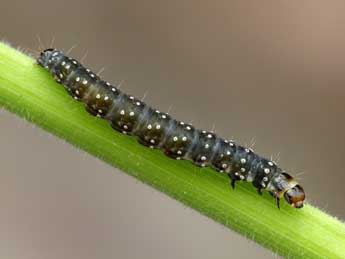  Chenille de Zelotherses paleana Hb. - ©Patrick Clement