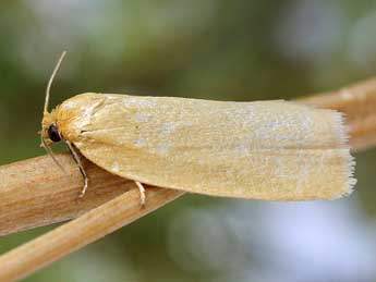 Zelotherses paleana Hb. adulte - ©Friedmar Graf