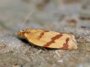 Clepsis pallidana F. adulte - ©Lionel Taurand