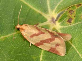 Clepsis pallidana F. adulte - Philippe Mothiron