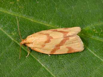 Clepsis pallidana F. adulte - Philippe Mothiron