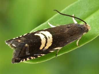 Grapholita pallifrontana Z. adulte - Friedmar Graf