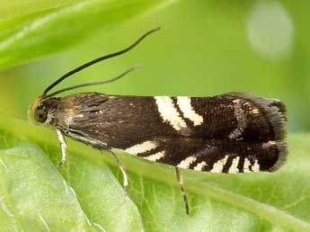 Grapholita pallifrontana Z. adulte - Friedmar Graf