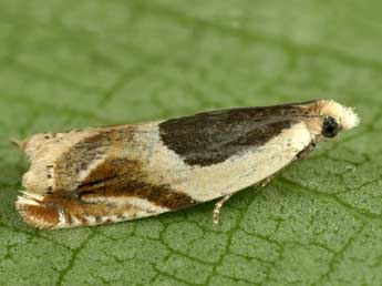 Ancylis paludana Barr. adulte - Peter Buchner