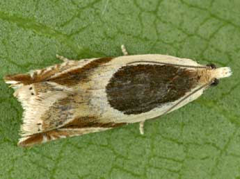 Ancylis paludana Barr. adulte - ©Peter Buchner