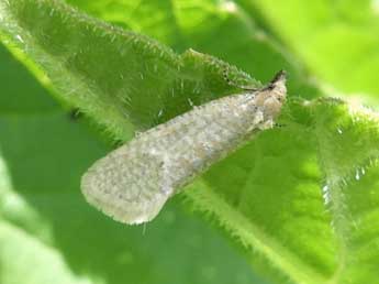 Cochylimorpha perfusana Gn. adulte - ©Emmanuelle Champion