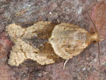 Clepsis peritana Clemens adulte - ©Horst Pichler