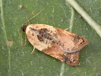 Acleris permutana Dup. adulte - ©Philippe Mothiron