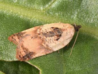 Acleris permutana Dup. adulte - Philippe Mothiron