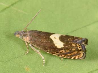 Dichrorampha petiverella L. adulte - Philippe Mothiron