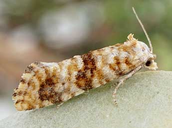 Cochylimorpha peucedana Rag. adulte - ©Friedmar Graf