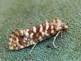 Cochylimorpha peucedana Rag. adulte - ©Daniel Morel