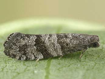  Chenille de Corticivora piniana H.-S. - Peter Buchner