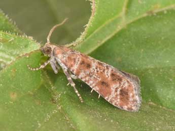 Rhyacionia pinivorana Z. adulte - Philippe Mothiron