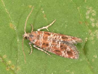 Rhyacionia pinivorana Z. adulte - Philippe Mothiron