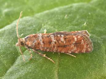 Rhyacionia pinivorana Z. adulte - Philippe Mothiron