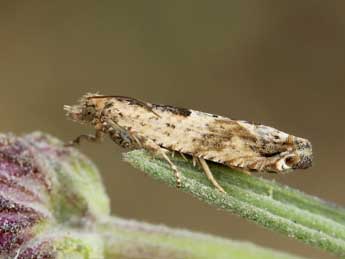 Crocidosema plebejana Z. adulte - ©Lionel Taurand