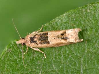 Crocidosema plebejana Z. adulte - ©Philippe Mothiron