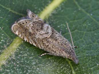 Dichrorampha plumbagana Tr. adulte - Lionel Taurand