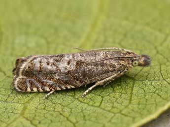 Dichrorampha plumbagana Tr. adulte - ©Lionel Taurand