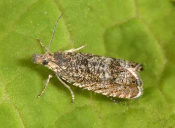 Dichrorampha plumbagana Tr. adulte - Philippe Mothiron