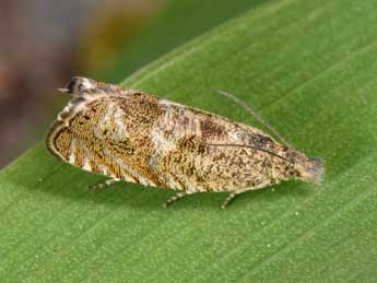 Dichrorampha plumbagana Tr. adulte - Philippe Mothiron