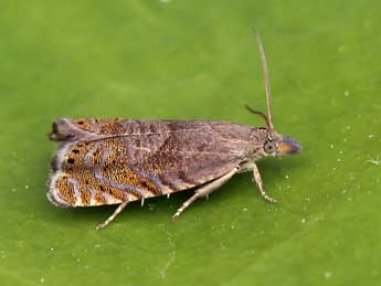 Dichrorampha plumbana Scop. adulte - ©Lionel Taurand