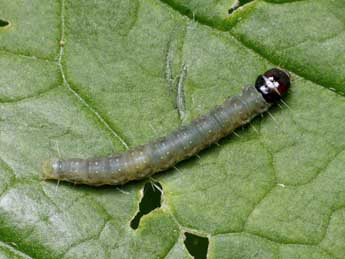  Chenille de Archips podana Scop. - ©Patrick Clement