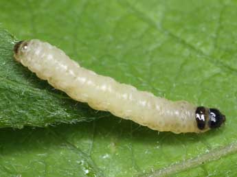  Chenille de Pammene populana F. - ©Patrick Clement