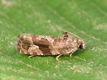 Eudemis porphyrana Hb. adulte - Philippe Mothiron