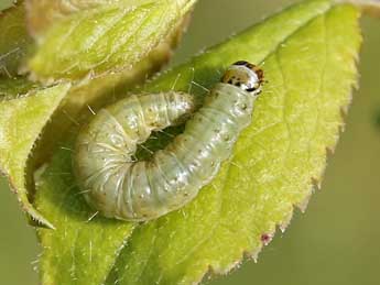  Chenille de Cacoecimorpha pronubana Hb. - Lionel Taurand