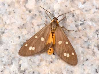 Dysauxes punctata F. adulte - Philippe Mothiron