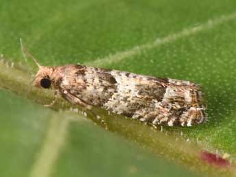 Epinotia pusillana H. Peyer. adulte - Philippe Mothiron